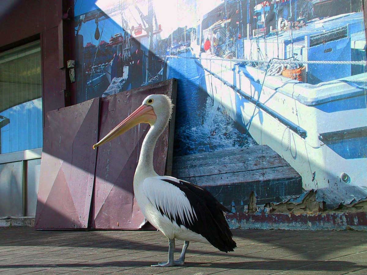 fish-market-sydney-travel