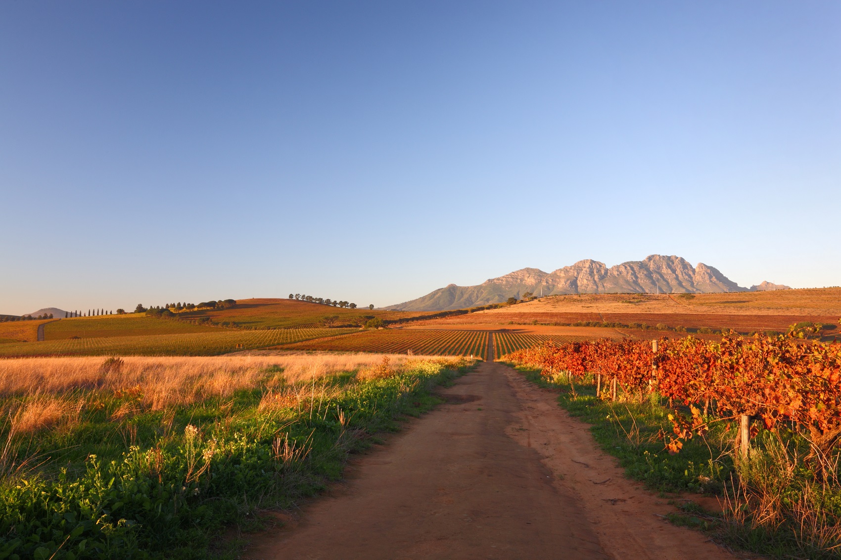 things-to-do-south-africa-vineyard