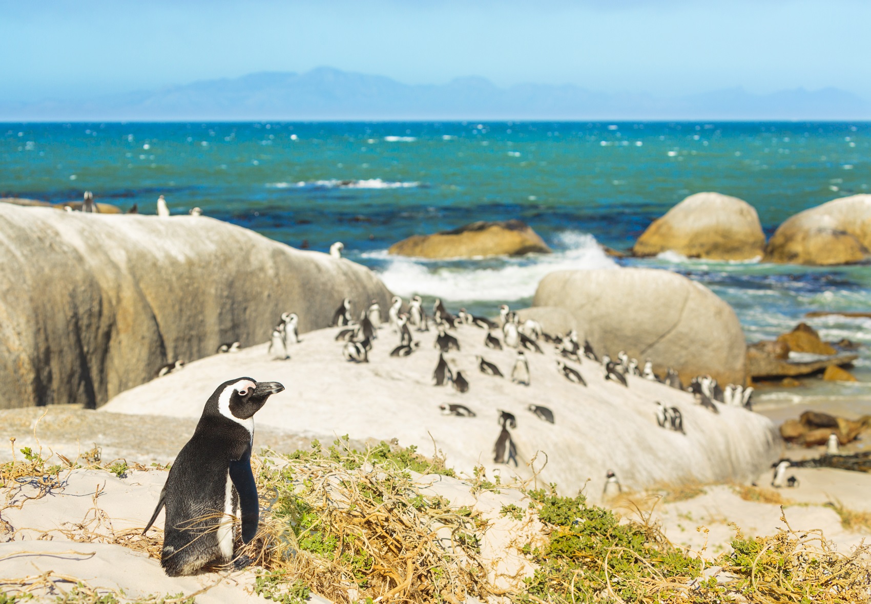 boulders-beach-south-africa