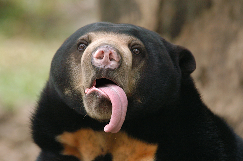 Sun-Bears