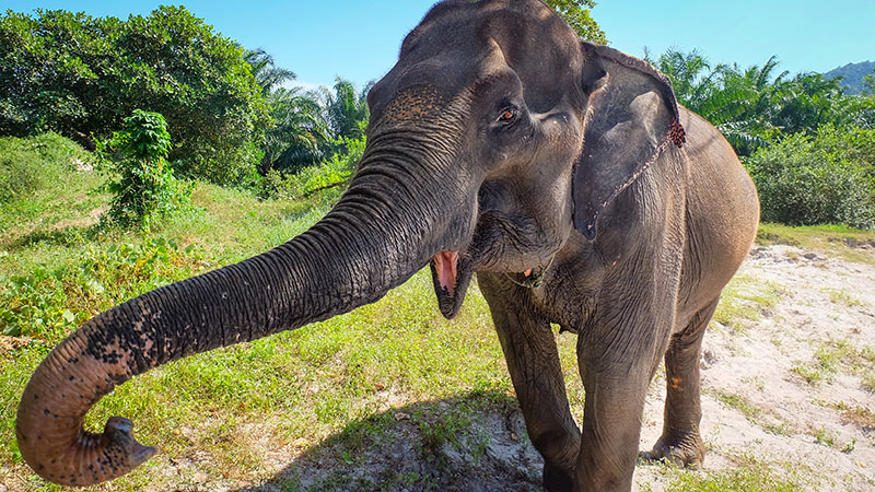 asian-elephant