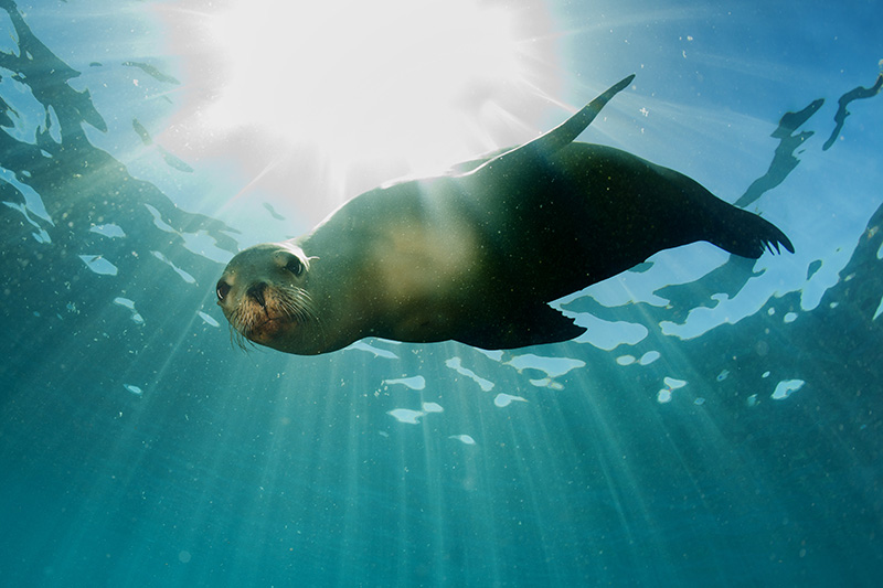 sea-lion