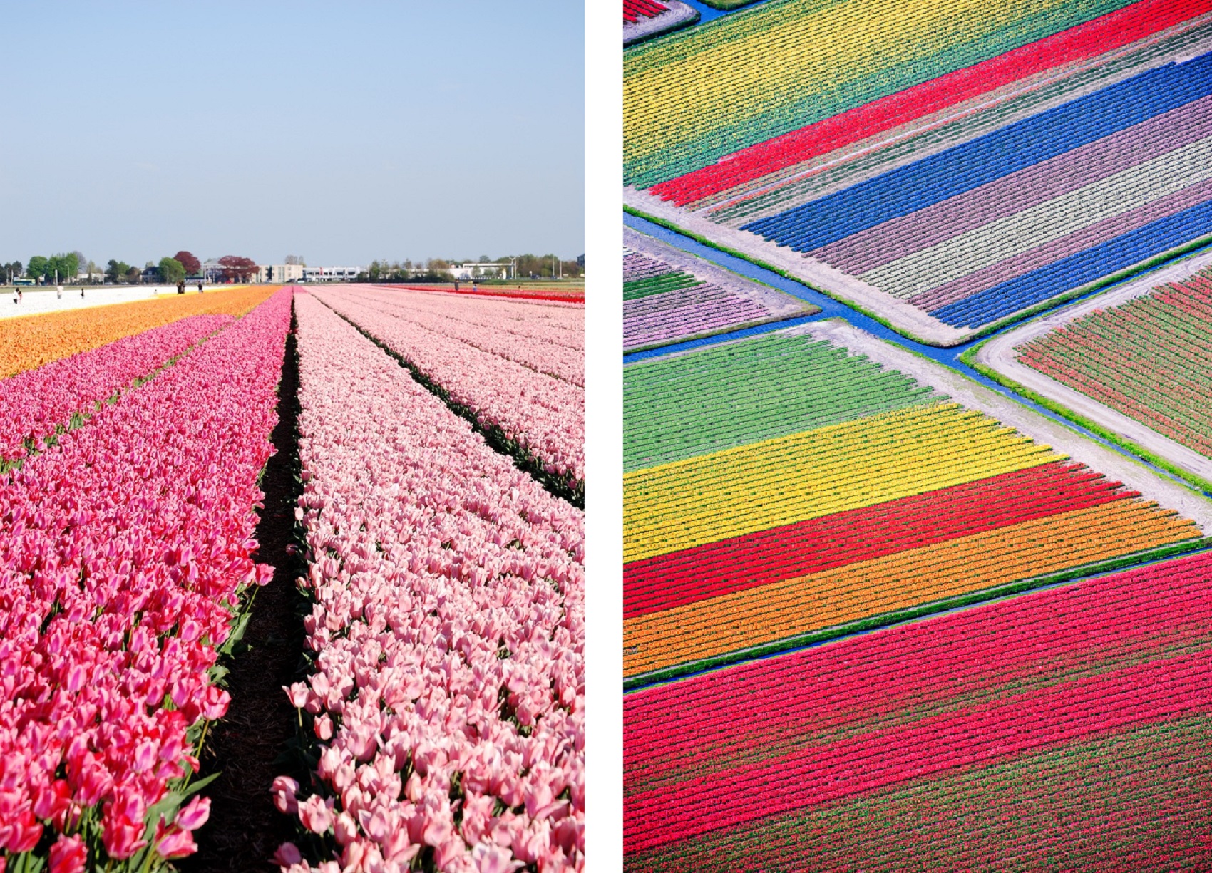 keukenhof-gardens-netherlands