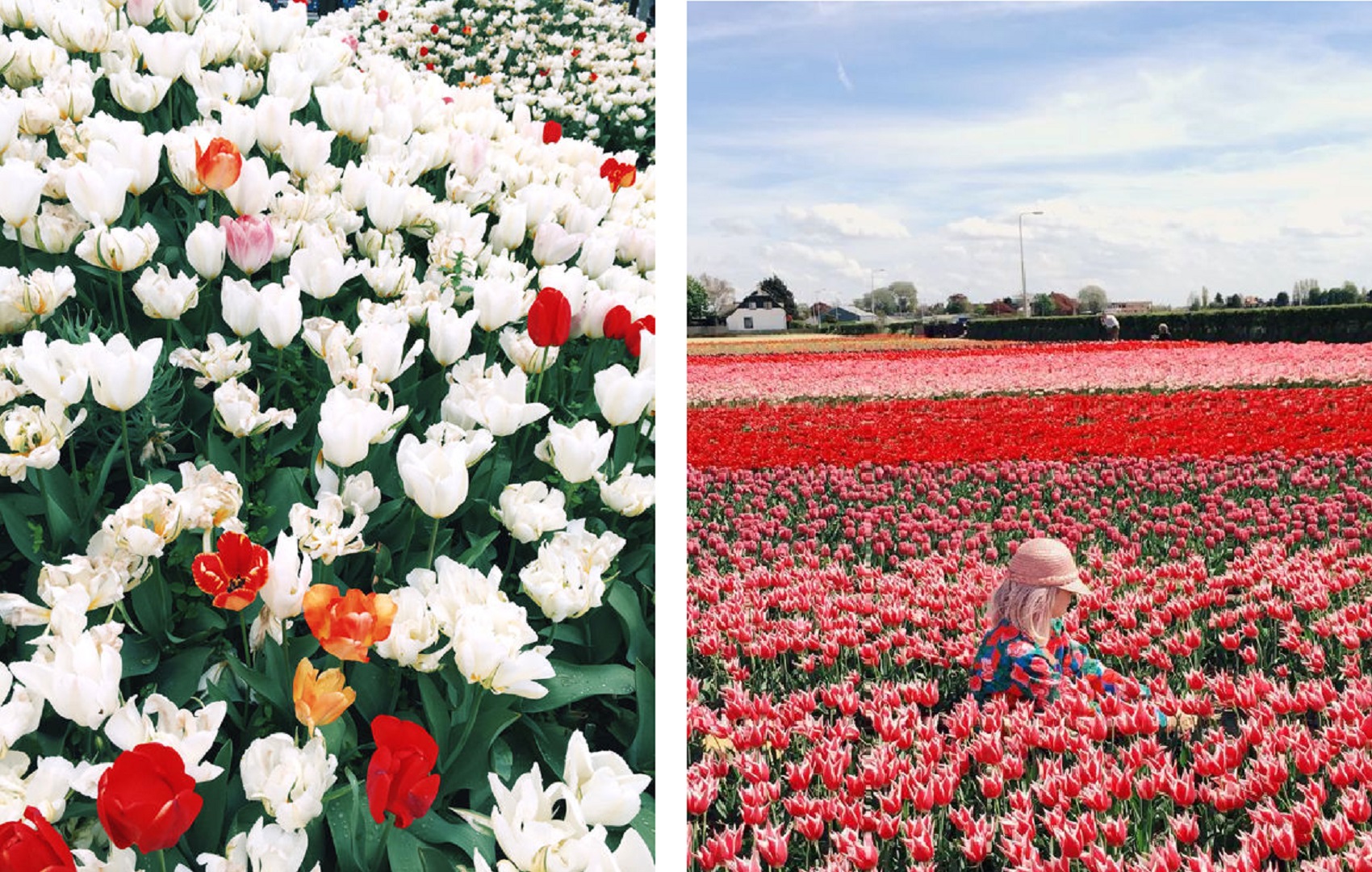 keukenhof-gardens-blogger