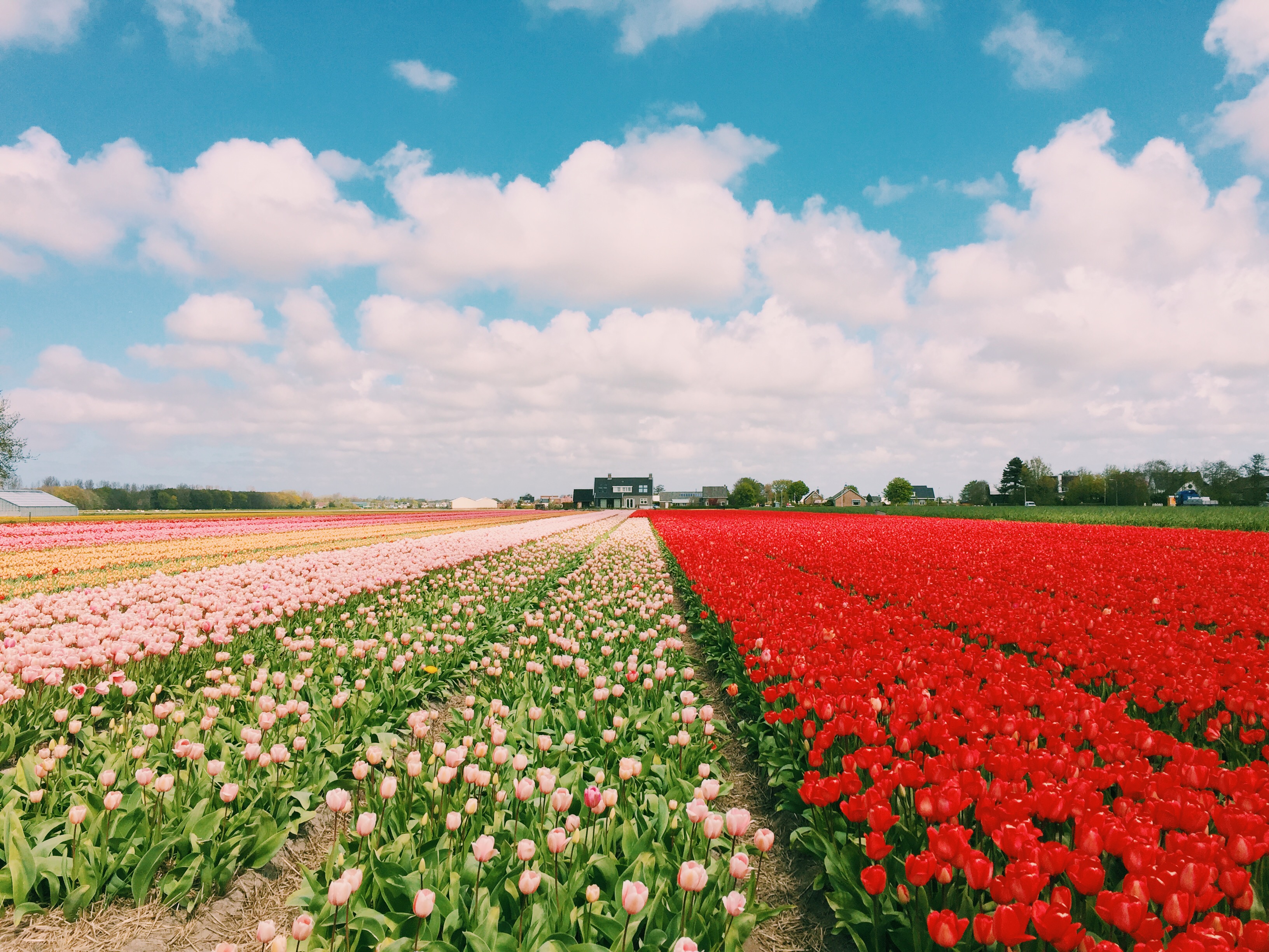 keukenhof-floral-springtime