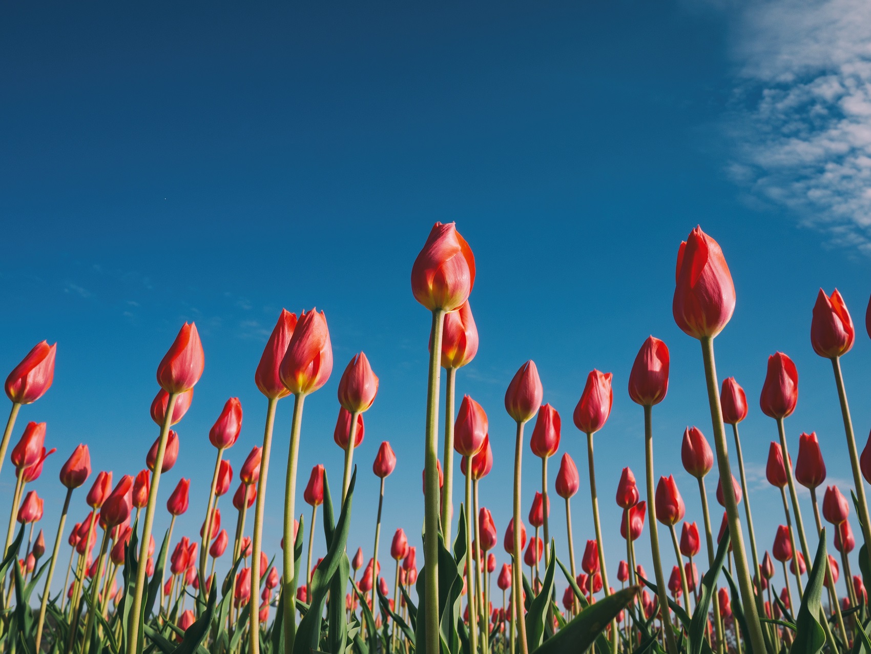 tours-to-keukenhof-gardens