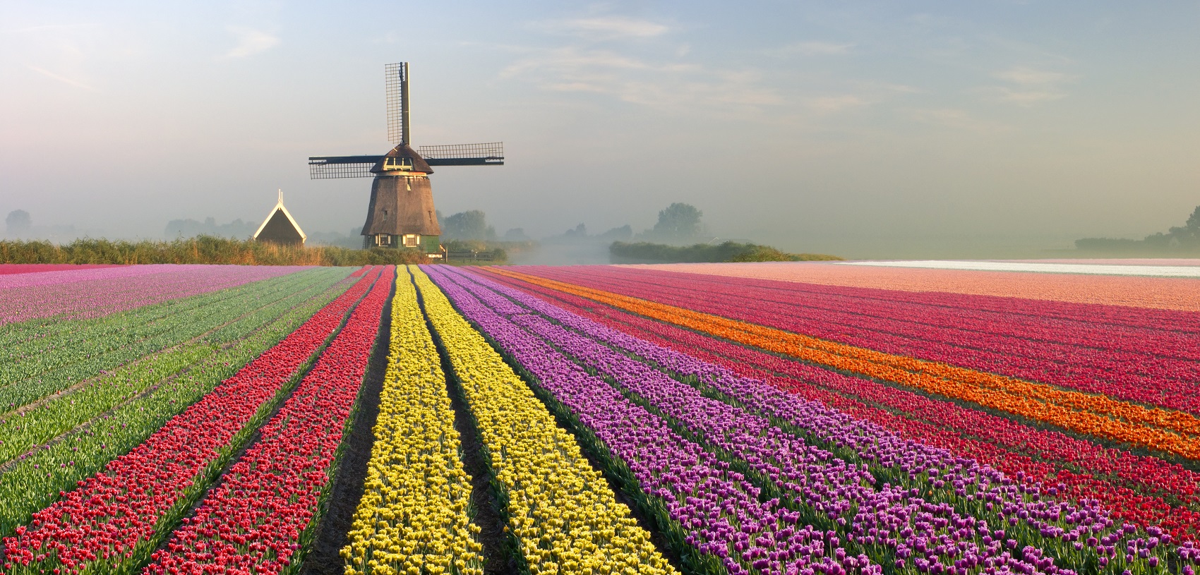 iconic-tulip-fields