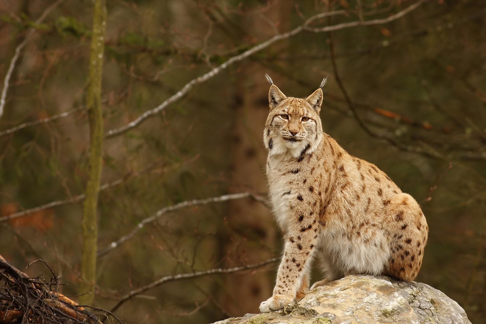 lynx-at-stockholm-zoo