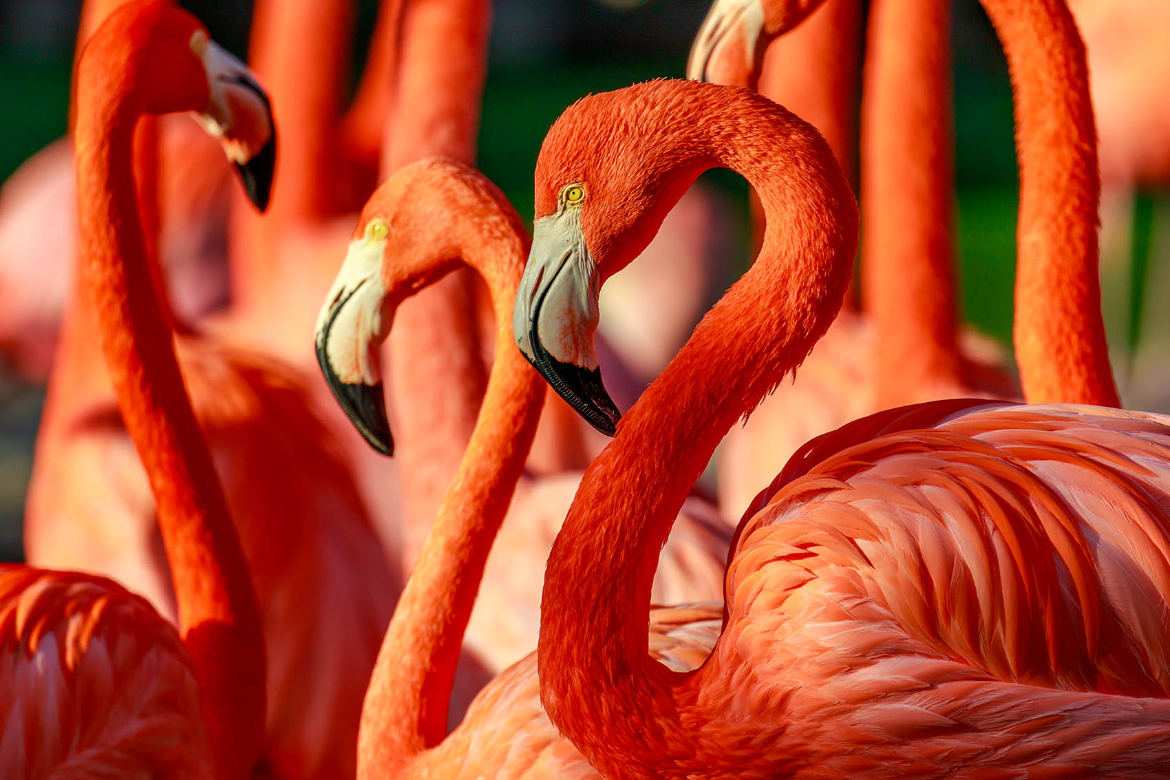 san-diego-zoo