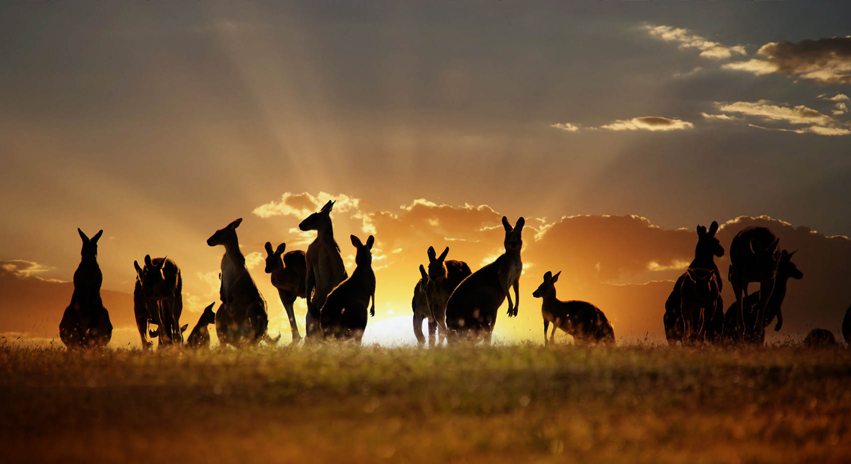 kangaroo-australia