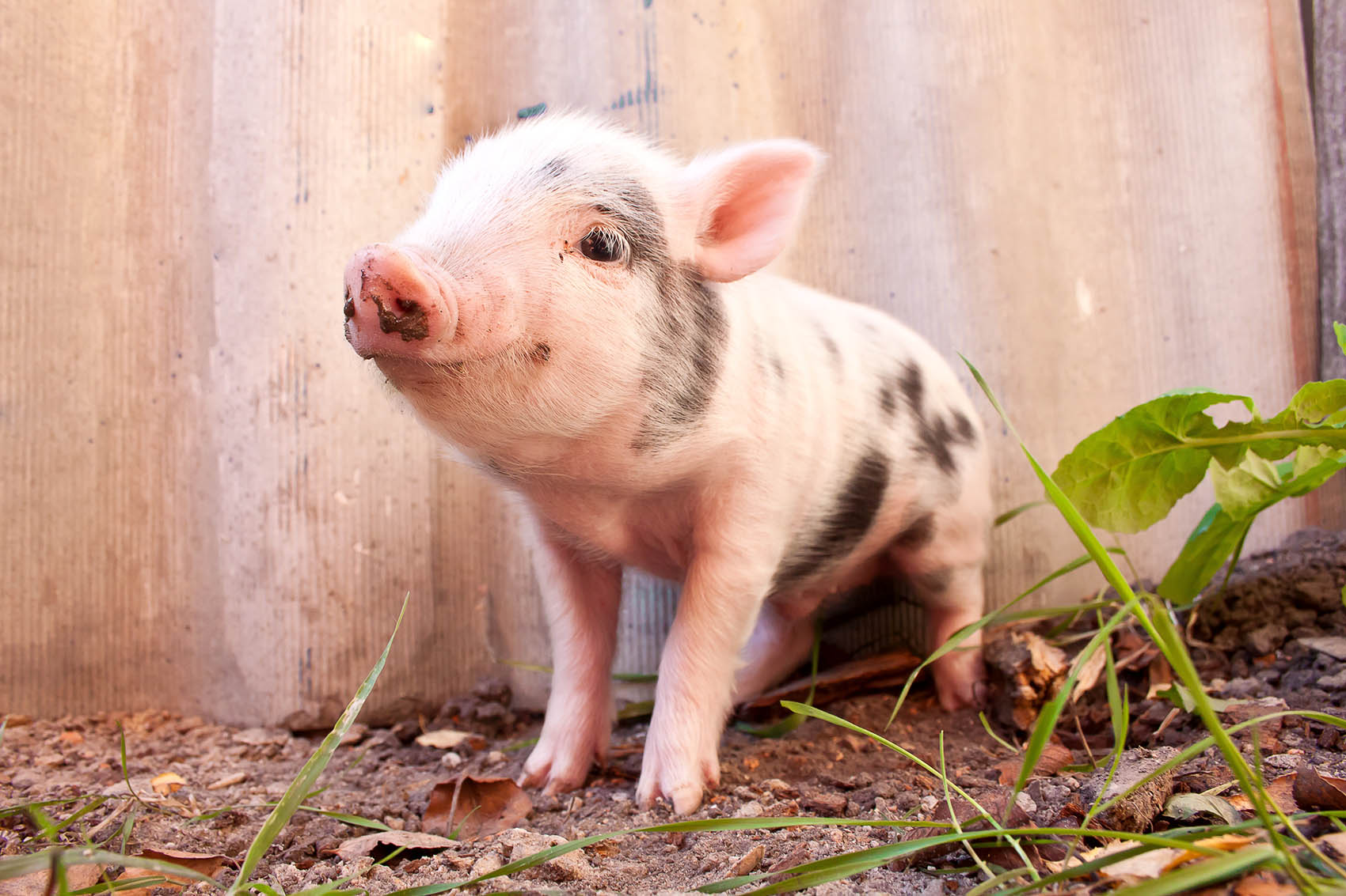 muddy-piglet