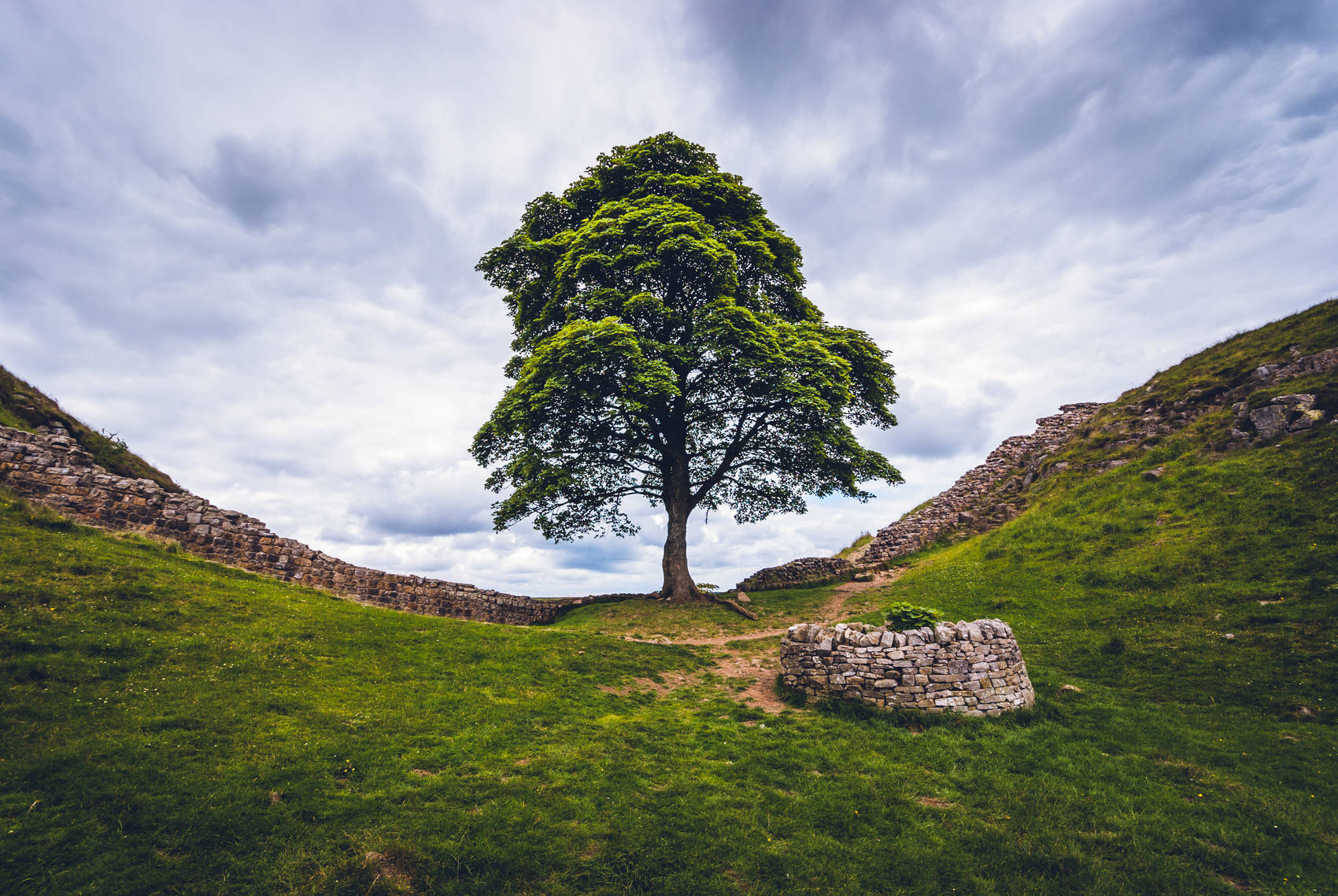 hadrians-wall-sycamore