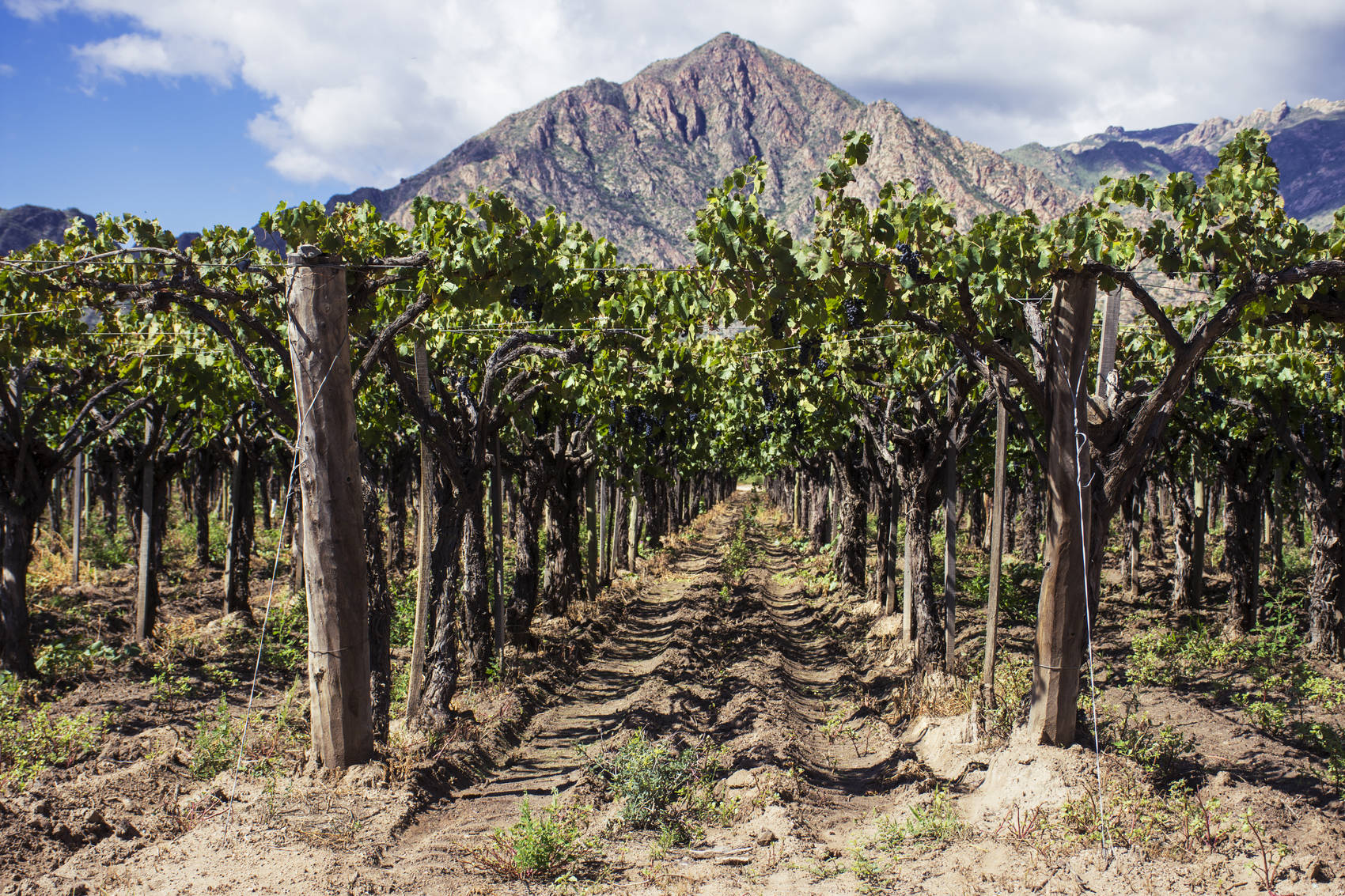 wine-regions-argentina