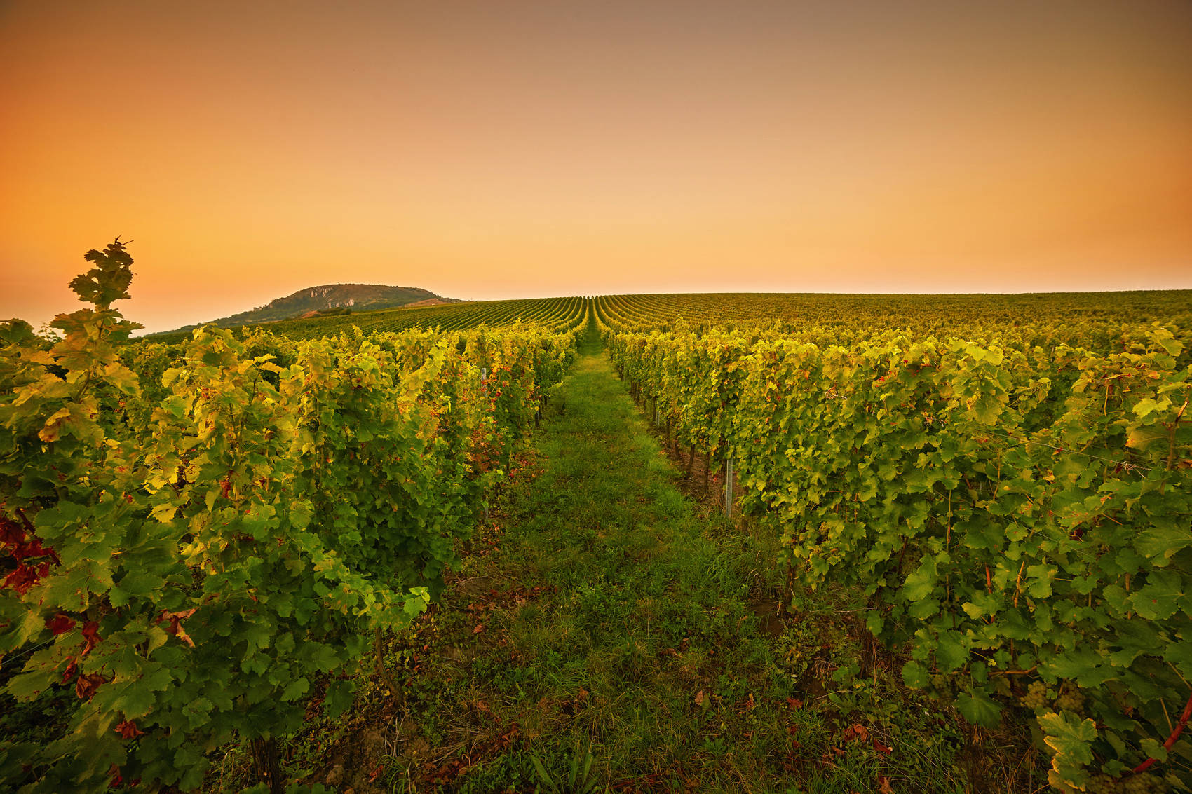 wine-regions-tamar-valley