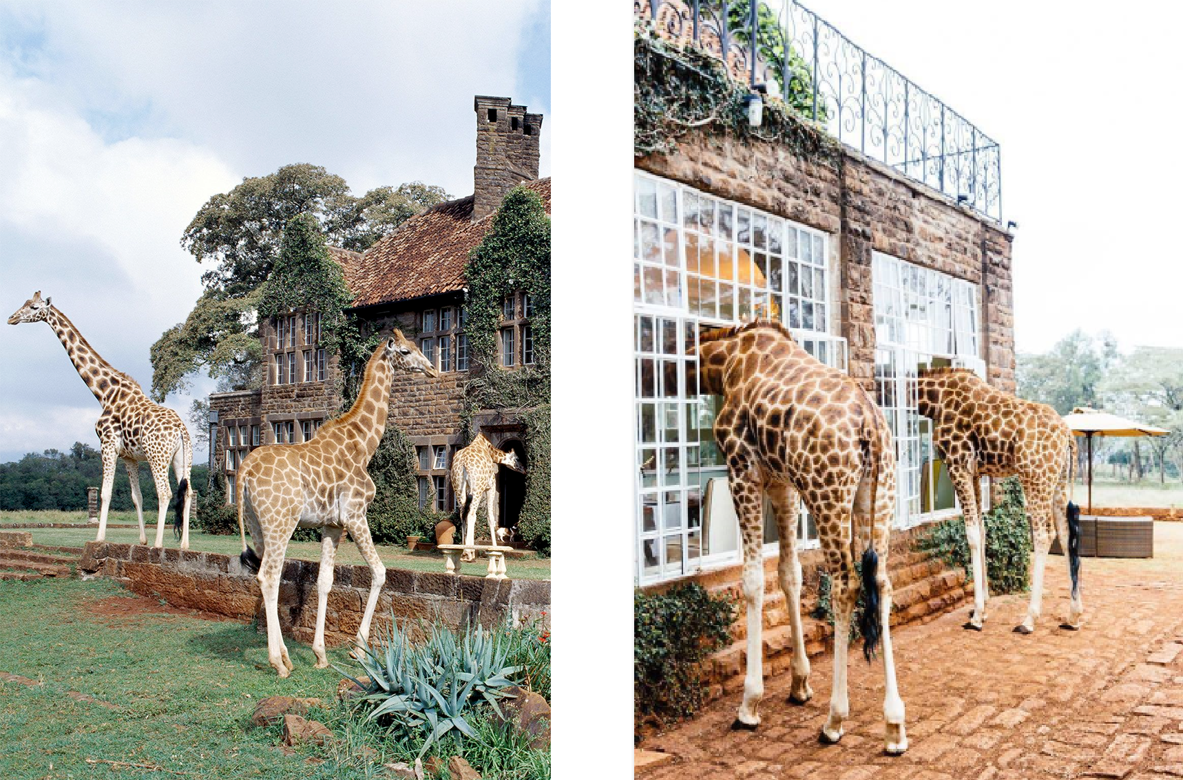 Giraffe-Manor