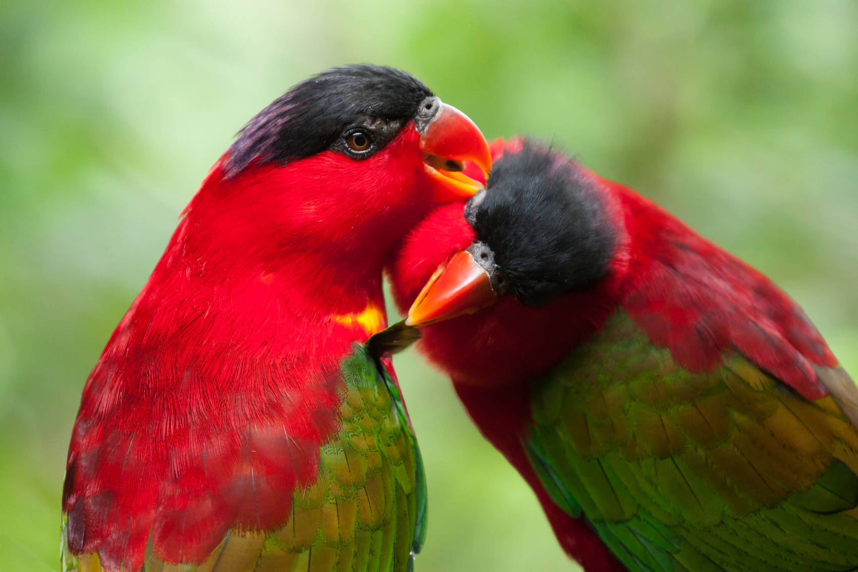 jurong-bird-park-singapore