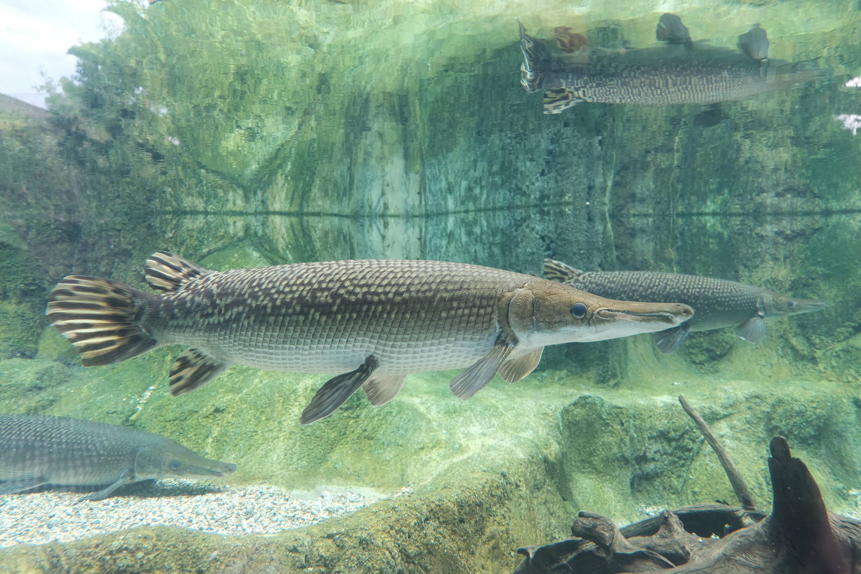 river-safari-singapore