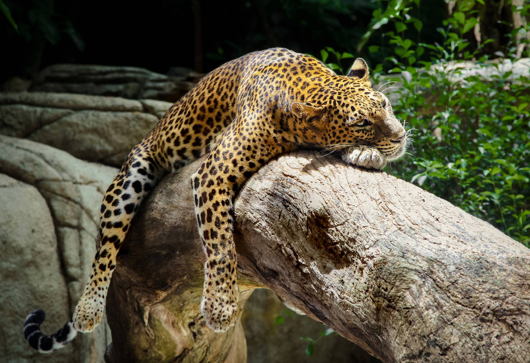 singapore-night-safari