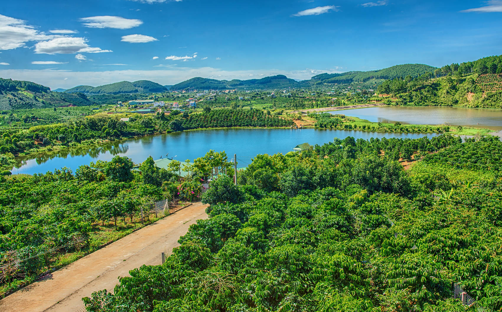 tea-plantation-Vietnam