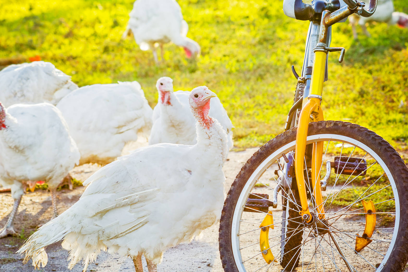 Turkeys-and-thanksgiving