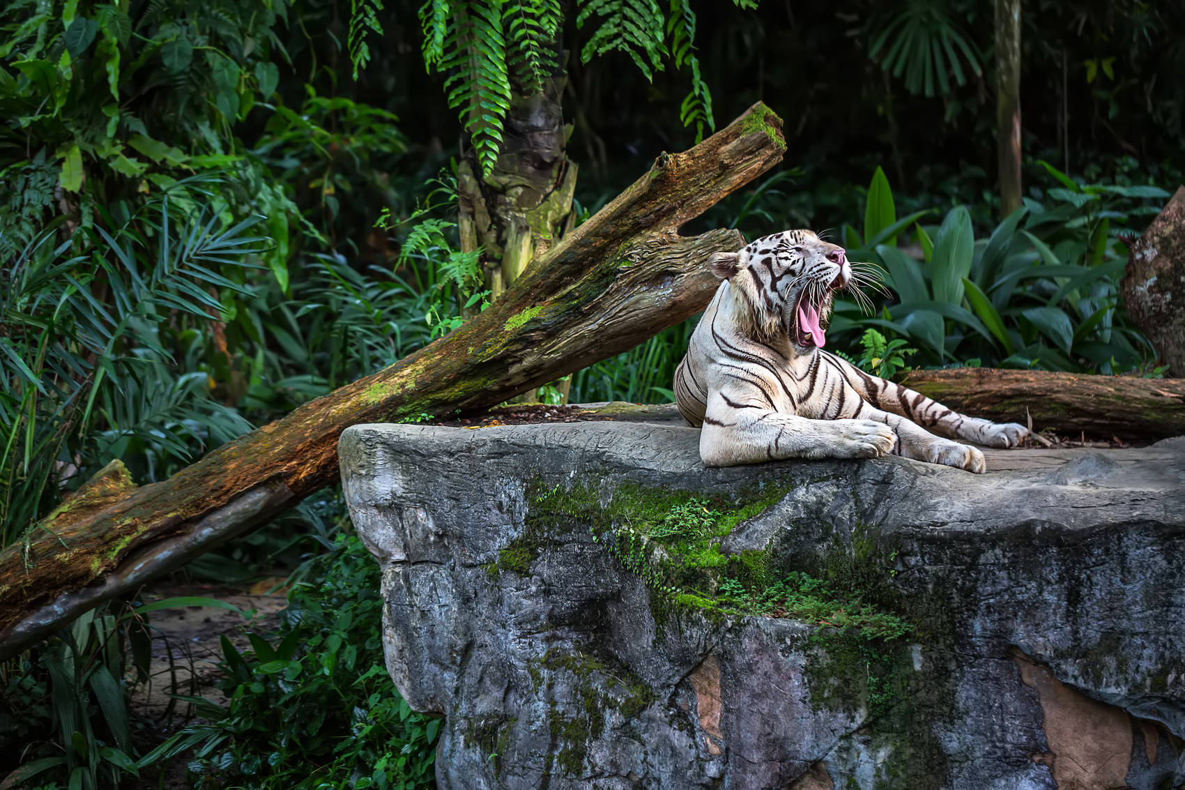 Singapore zoo bengali tigers