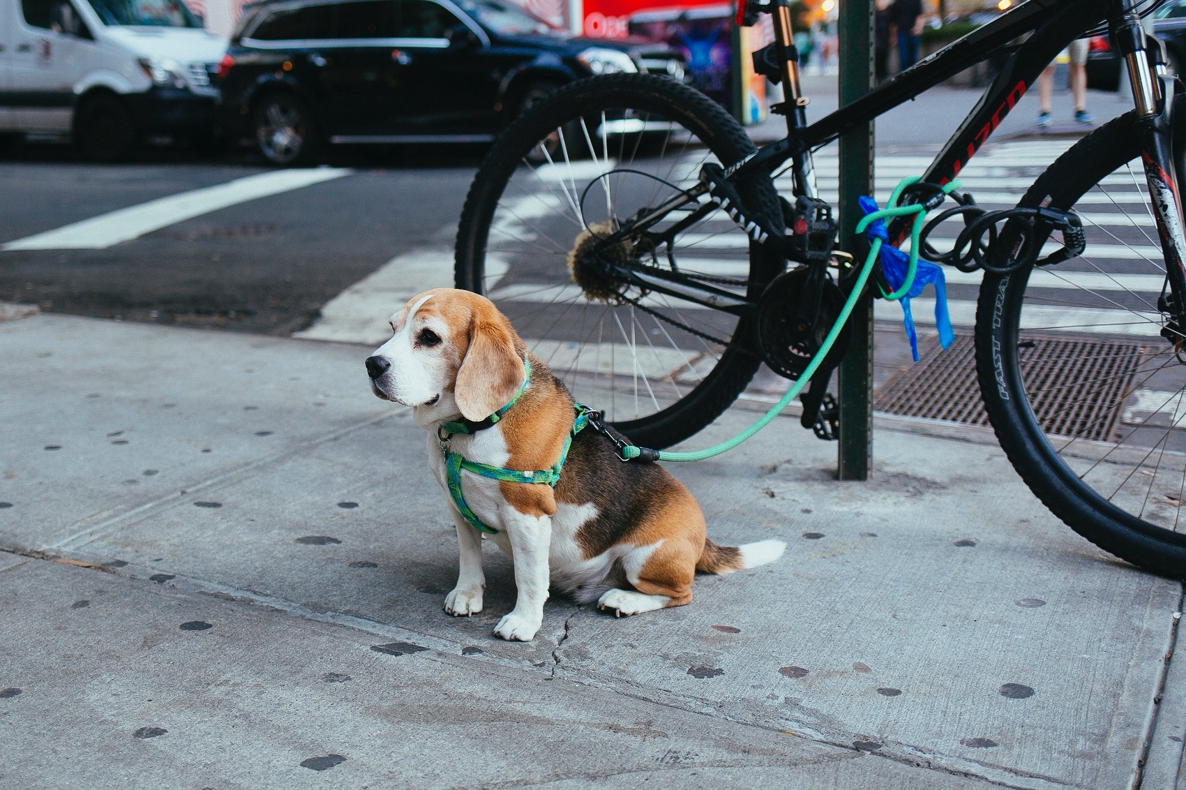 dogs travel to new york