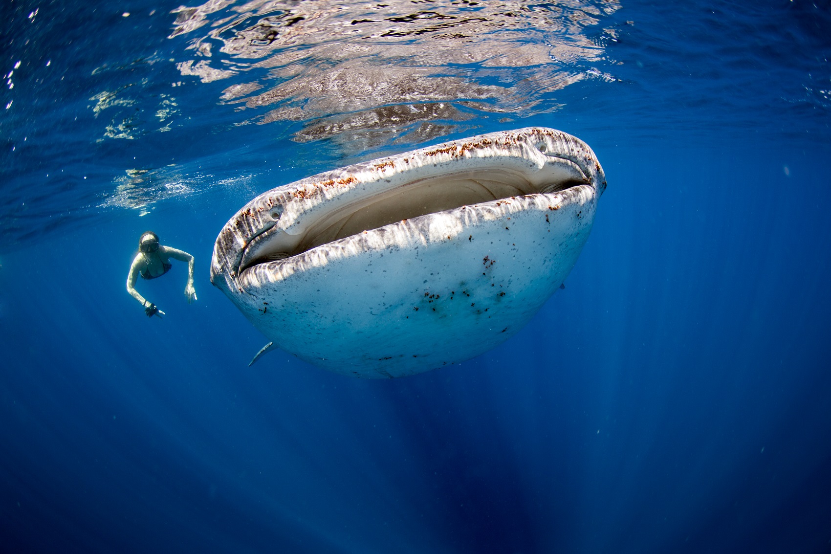 whale-shark-snorkel