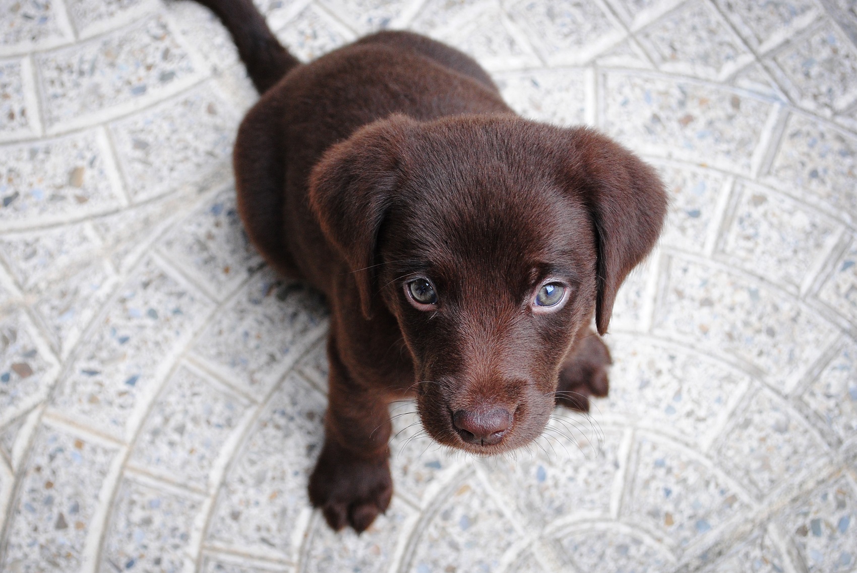 puppies travelling