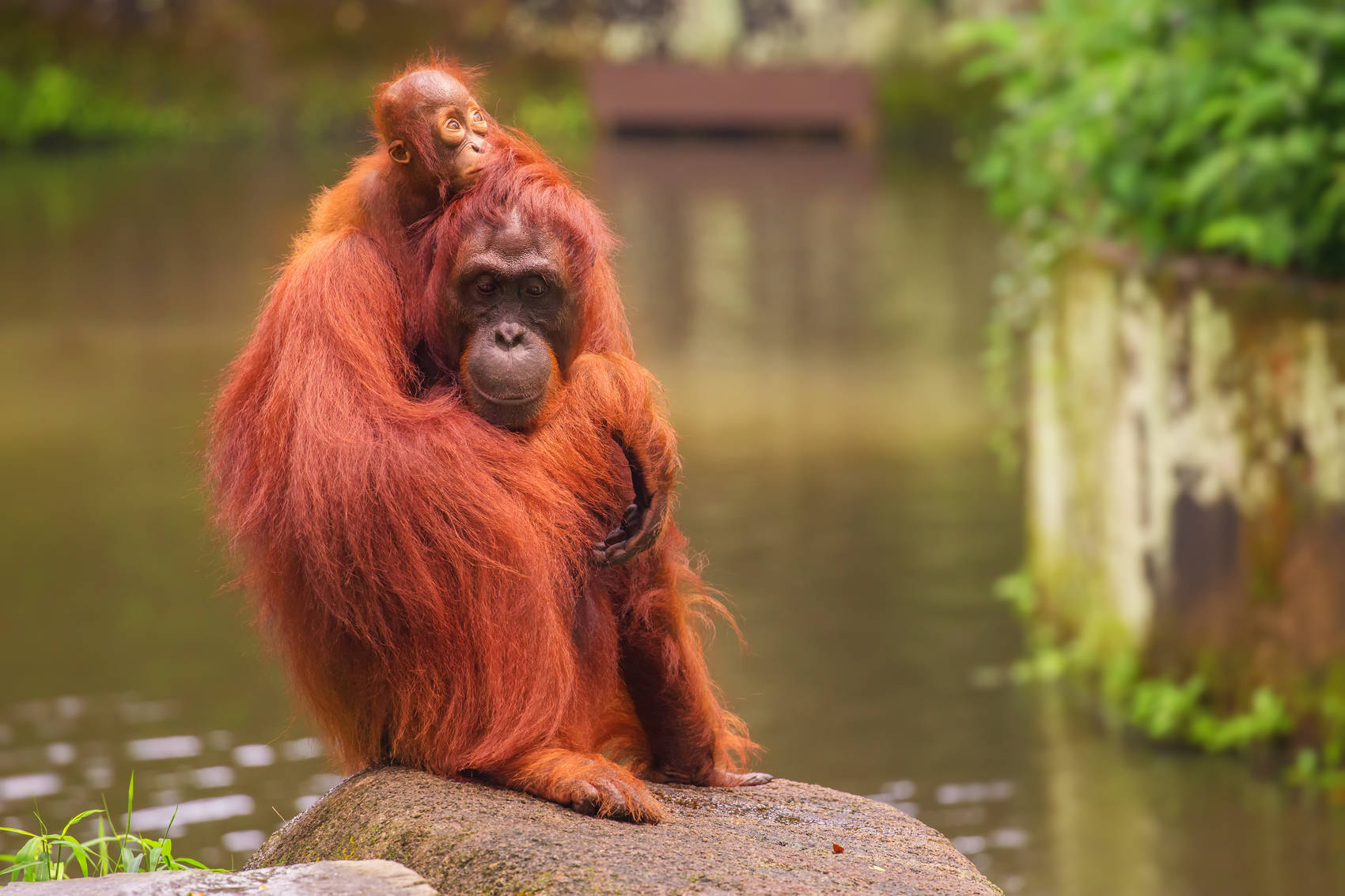 orangatan feeding at Singapore Zoo