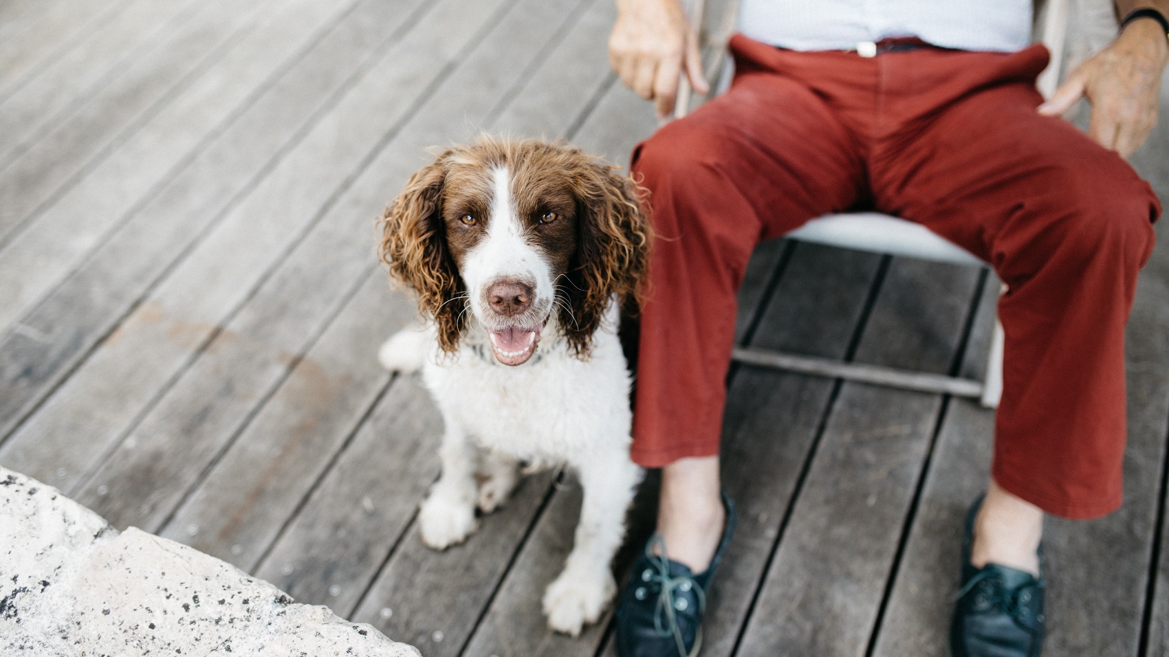 travelling-with-dogs