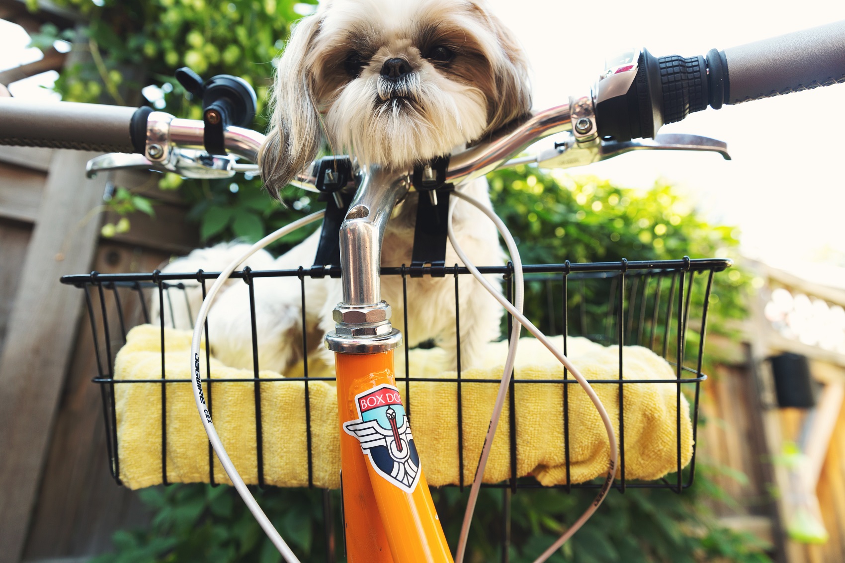 travelling with dogs
