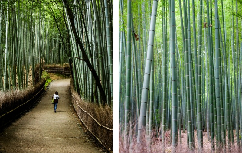 bamboo-forest-unusual-travel-experience