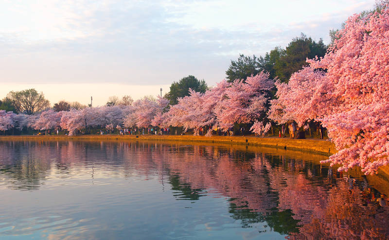 spring-2018-washington-d.c.-national-cherry-blossom-festival