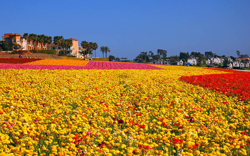 spring-2018-carlsbad-ranch-flower-fields