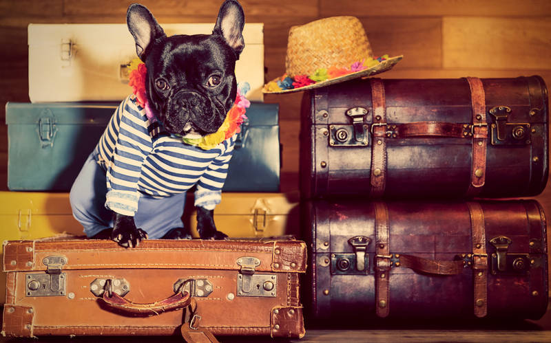 2018-travel-trends-pet-friendly-accomodations