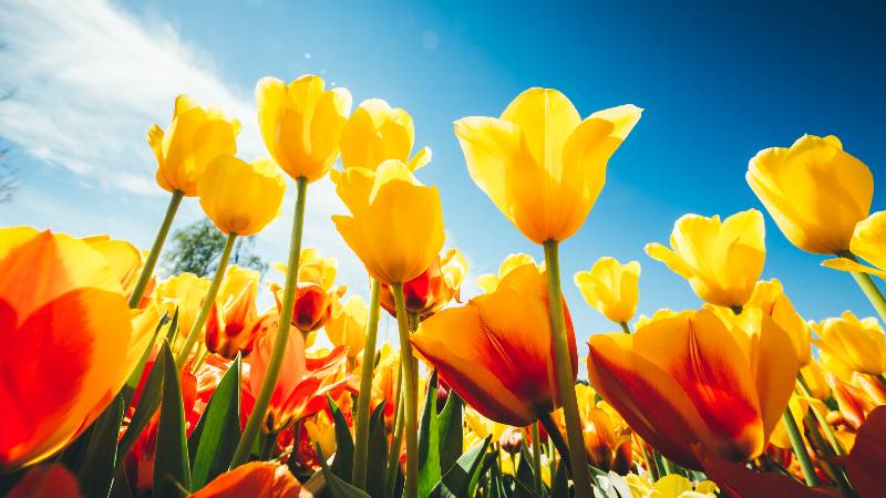 Keukenhof-Tulpen