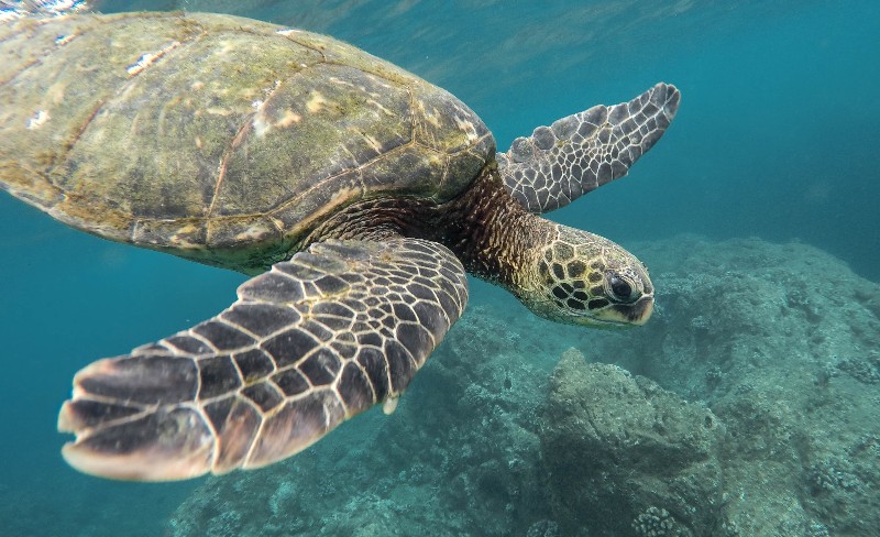 turtle in great barrier reef