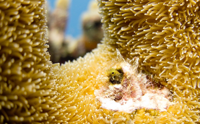 great barrier reef tour