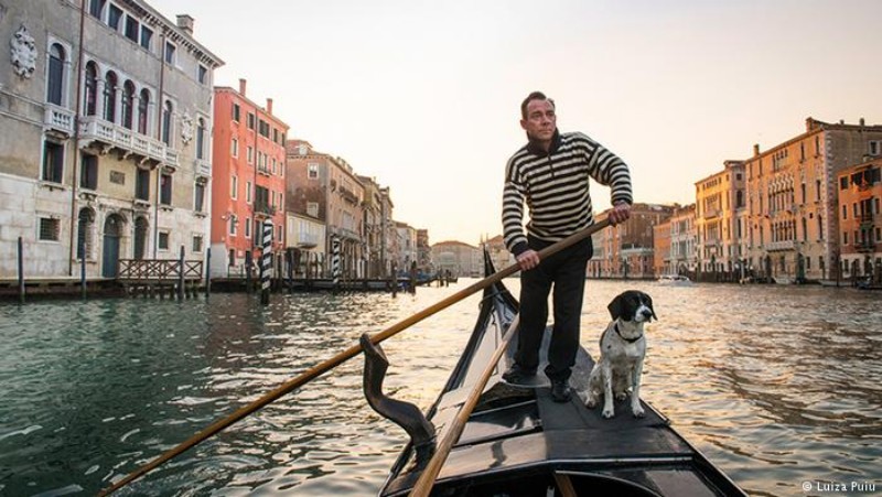 travel image venice dogs facts