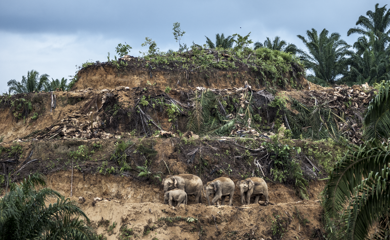 natural wildlife photography