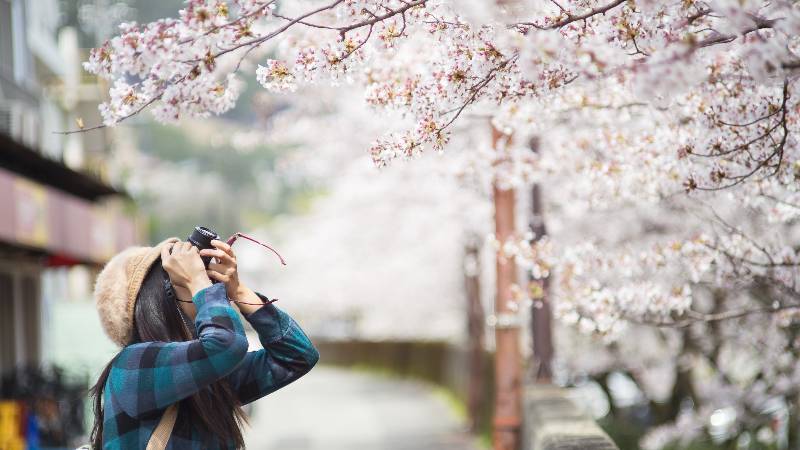 5-minutes-with-cherry-blossoms