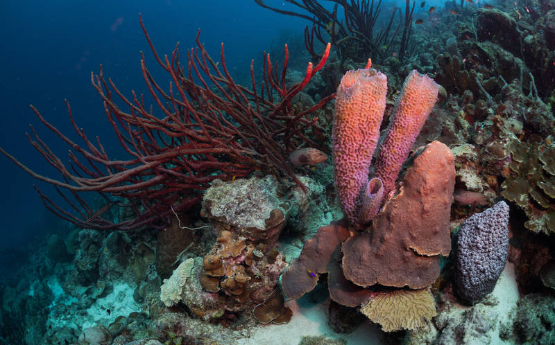 dive-best reefs in the world-bari reef-bonaire