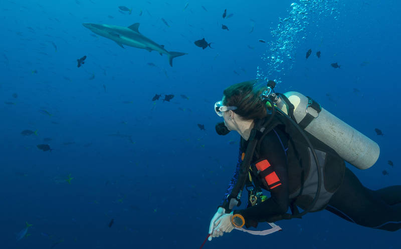 dive-best reefs in the world-blue corner-palau