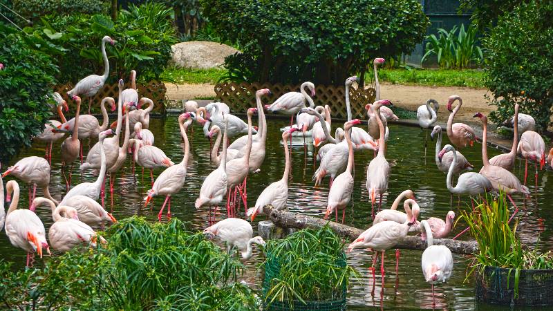 Hong-Kong-Kowloon-Park