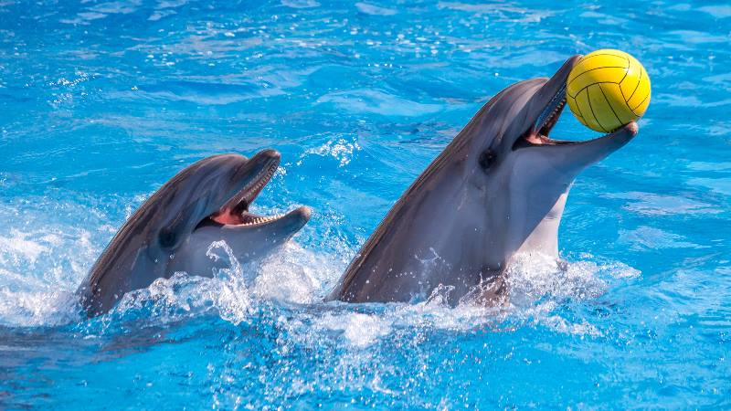 What to do in Dubai-dolphins