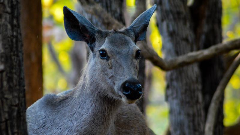 wildlife-photography-advice