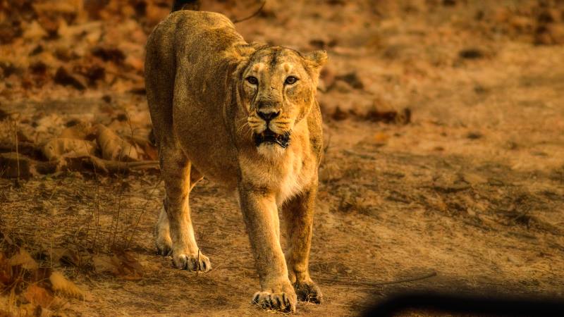 Wildlife-photography-Gir-forests