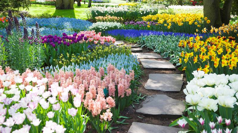 tulips-of-Keukenhof 