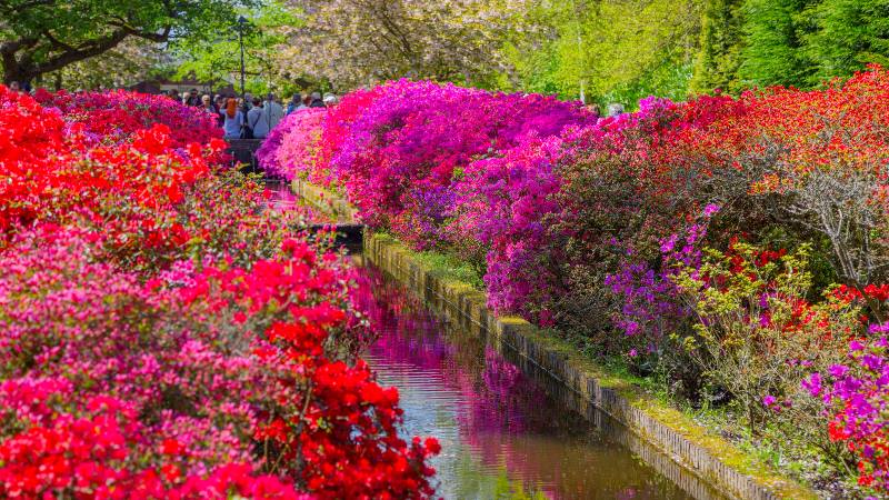 Keukenhof-and-travel