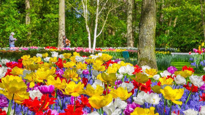 Keukenhof-tulips